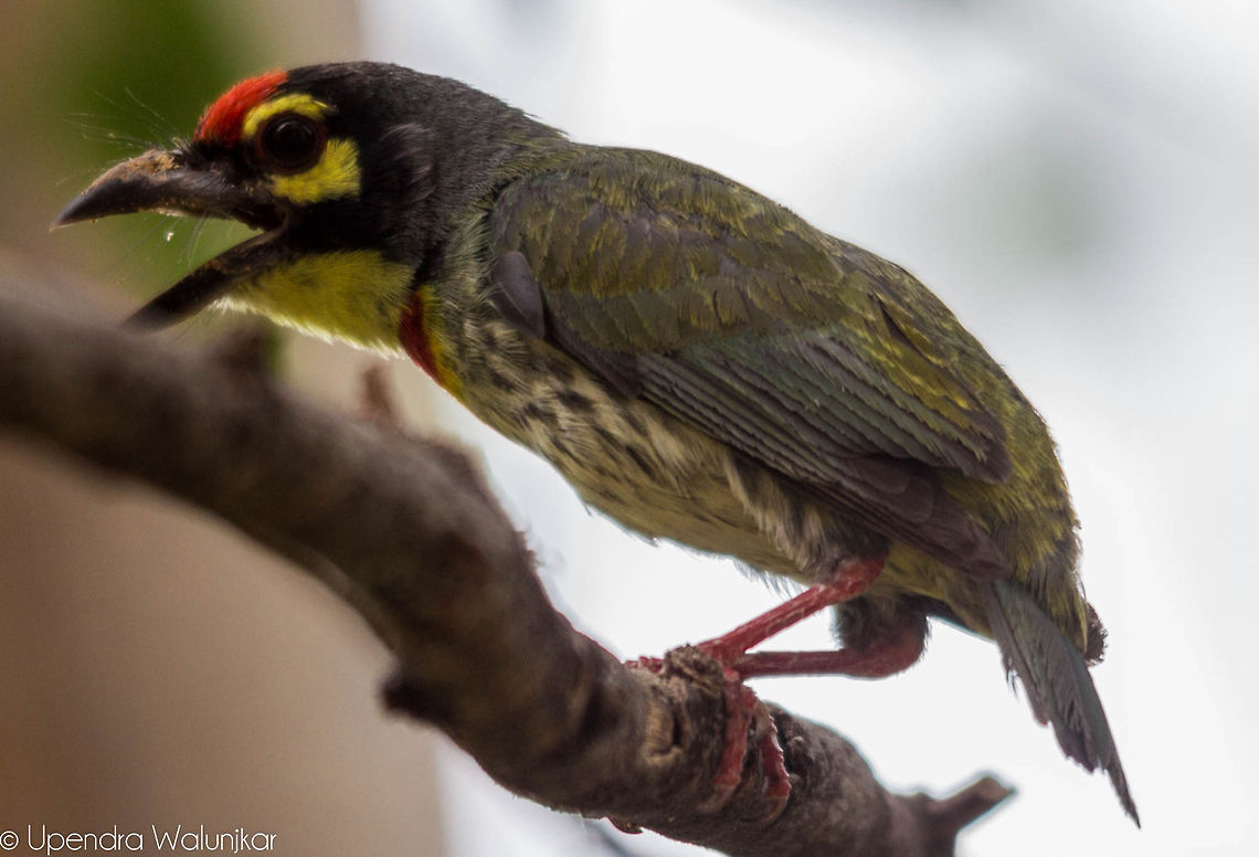 Coppersmith barbet  Coppersmith Barbet,Geotagged,India,Megalaima haemacephala,Spring