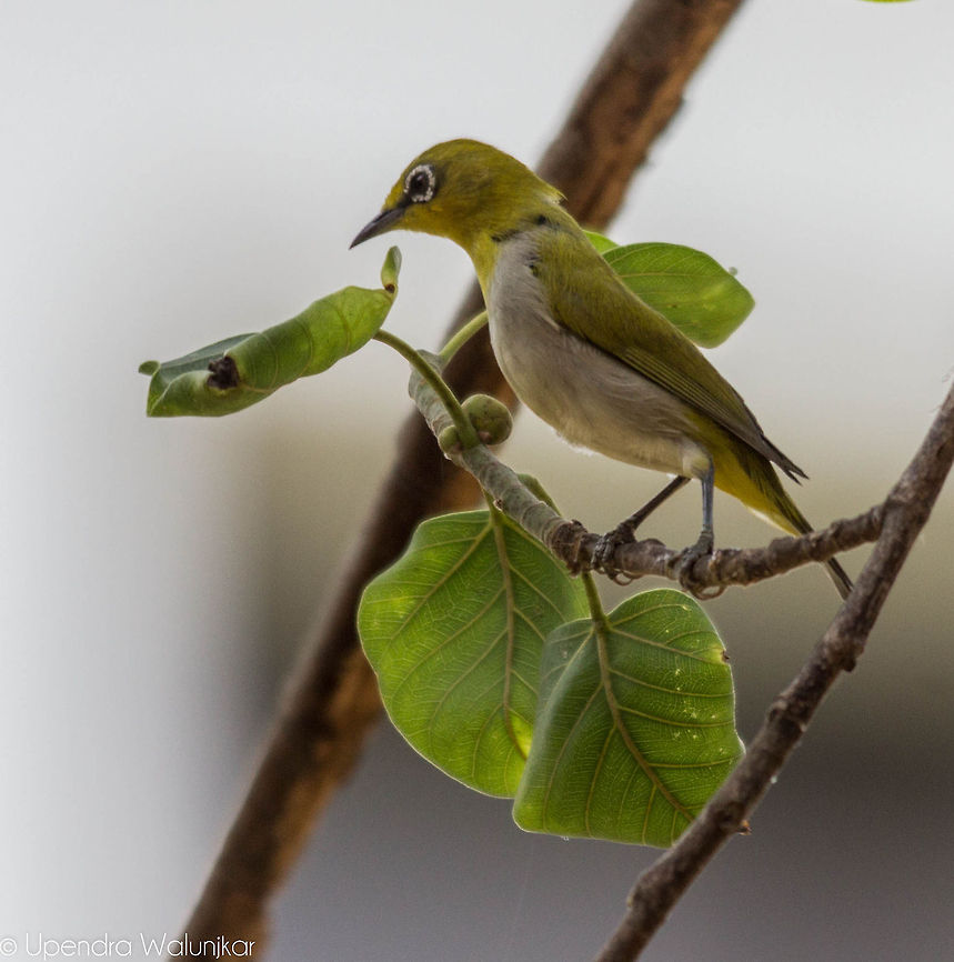 Oriental white eye  Oriental White-eye,Zosterops palpebrosus