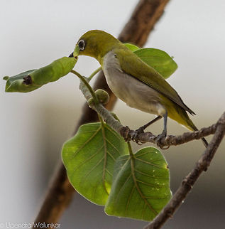 Oriental white eye  Oriental White-eye,Zosterops palpebrosus