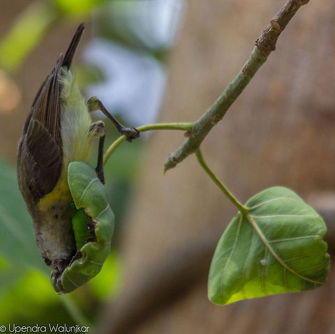 Purple Sun bird Female  Cinnyris asiaticus,Purple Sunbird