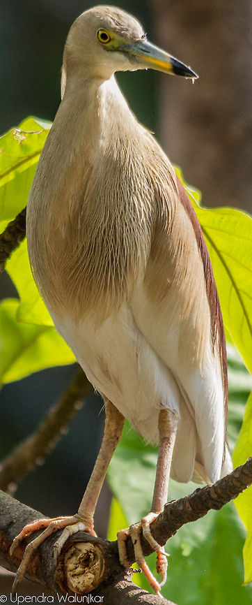 Indian pond heron  Ardeola grayii,Indian Pond Heron