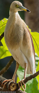 Indian pond heron  Ardeola grayii,Indian Pond Heron