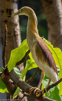 Indian pond heron  Ardeola grayii,Indian Pond Heron