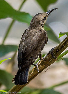Purple Sunbird Female  Cinnyris asiaticus,Purple Sunbird