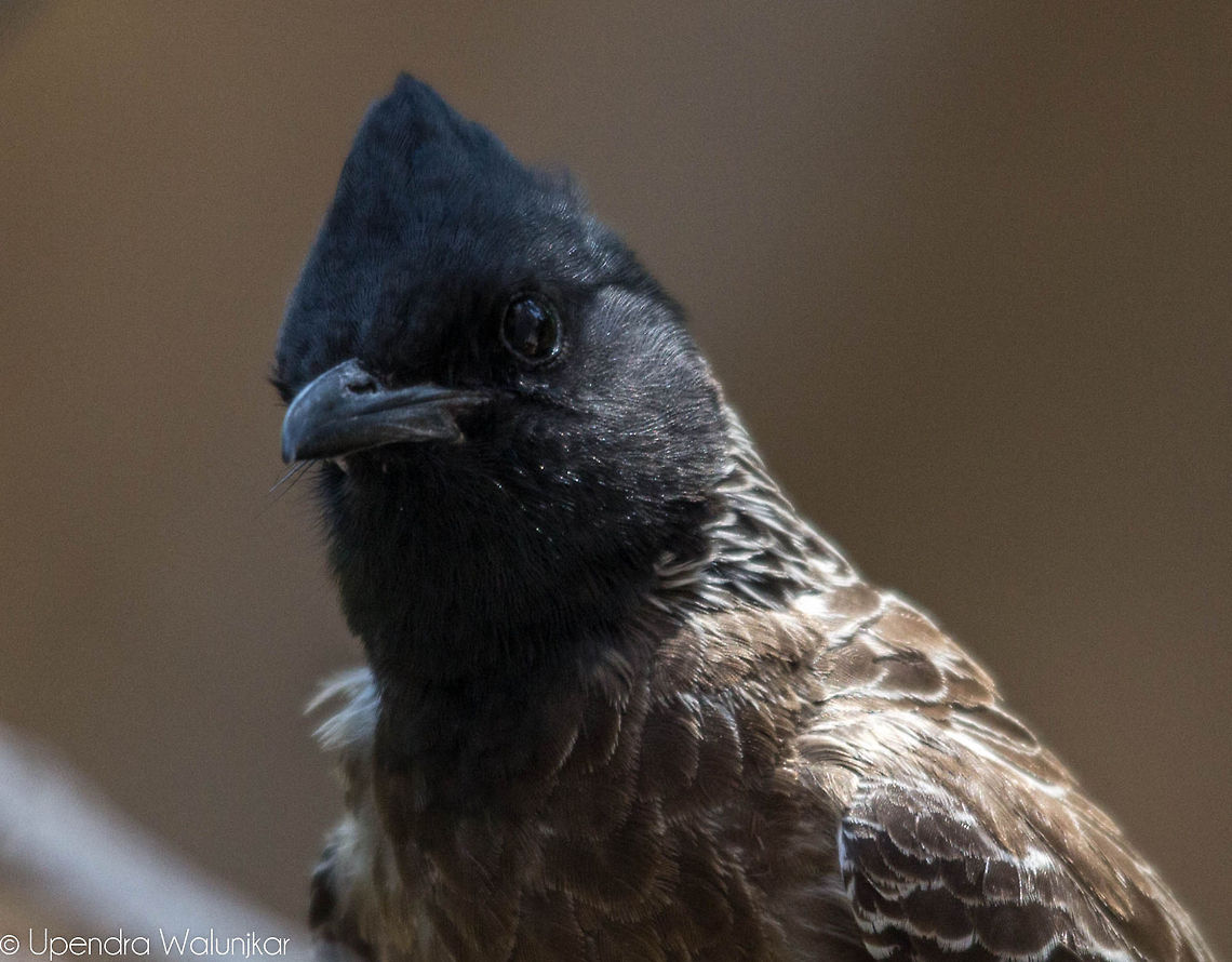 Red vented bulbul  Pycnonotus cafer,Red-vented Bulbul