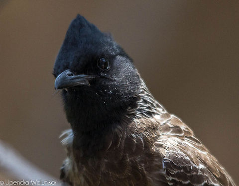 Red vented bulbul  Pycnonotus cafer,Red-vented Bulbul