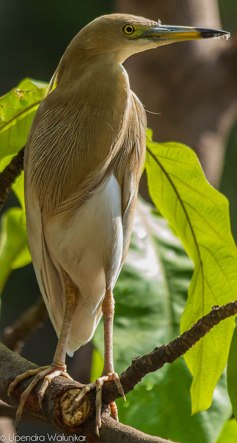Indian Pond Heron  Ardeola grayii,Indian Pond Heron
