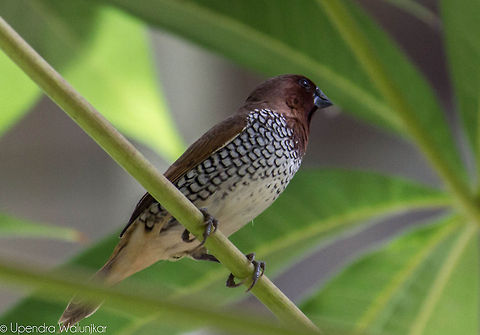 Spotted Munia  Geotagged,India,Lonchura punctulata,Scaly-breasted Munia