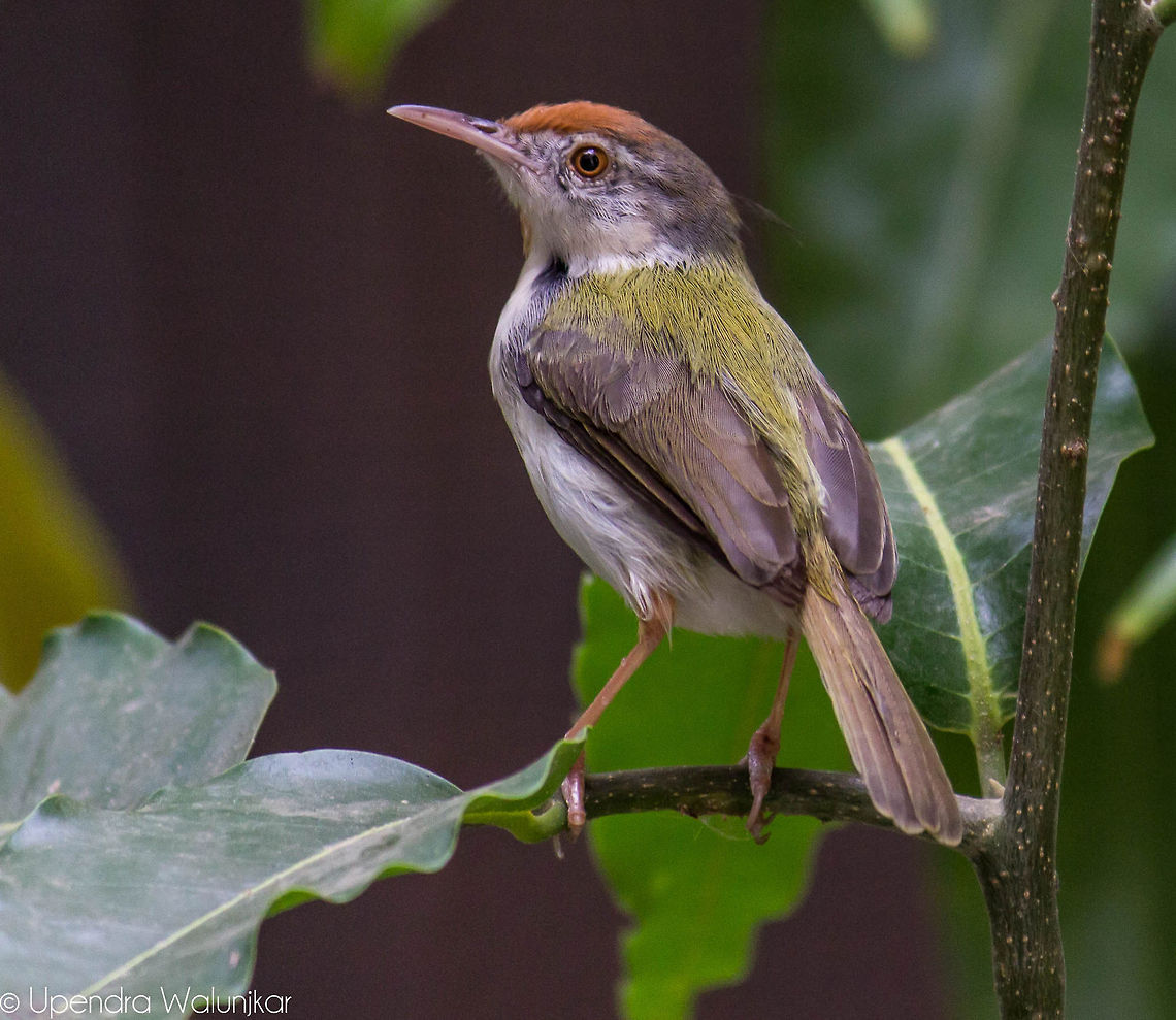 The Common Tailorbird  Common Tailorbird,Geotagged,India,Orthotomus sutorius