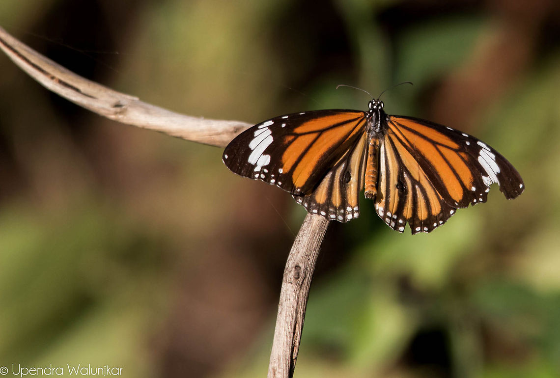 Common tiger butterfly  Common Tiger,Danaus genutia