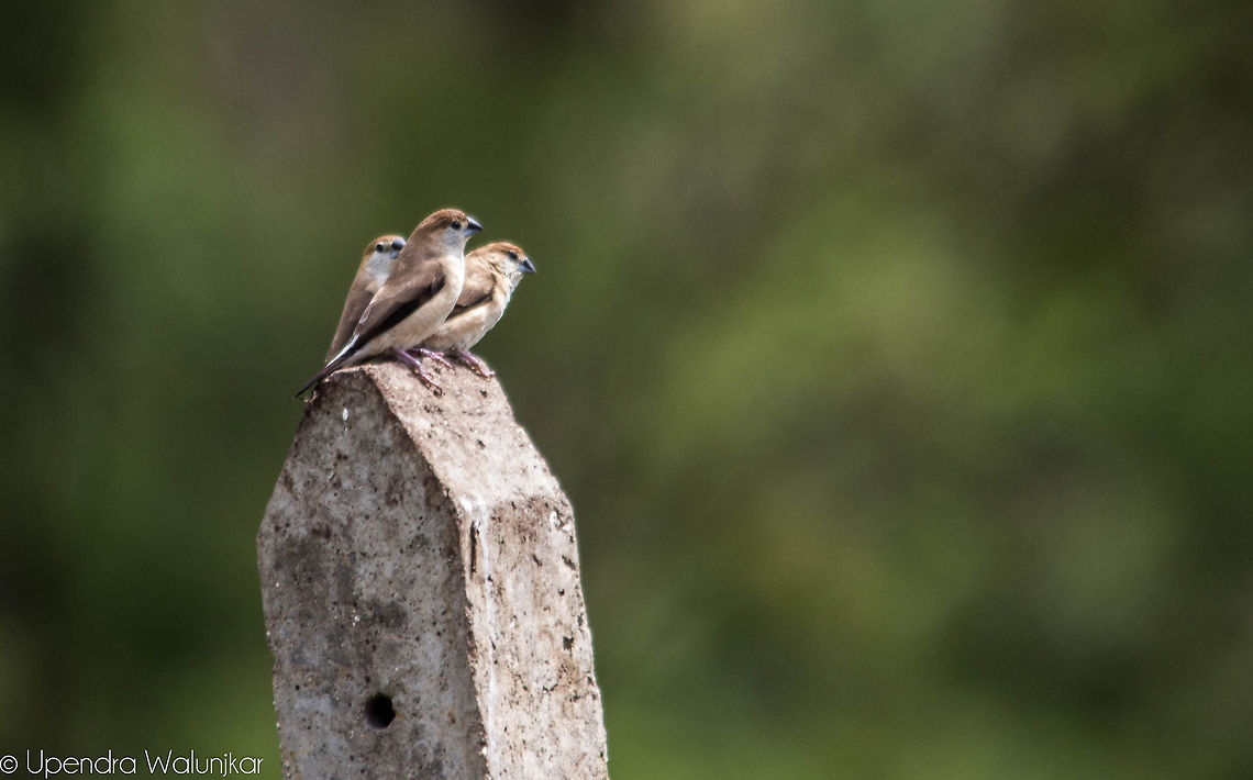 The Indian Silverbill  Indian Silverbill,Lonchura malabarica