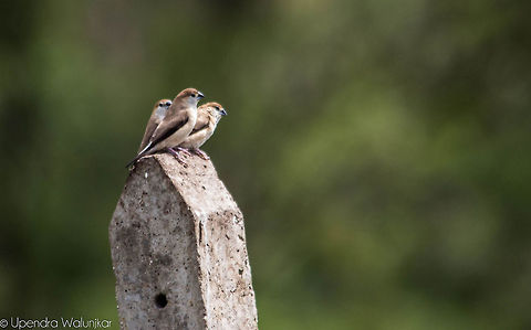 The Indian Silverbill  Indian Silverbill,Lonchura malabarica