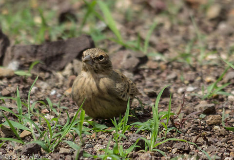 ashy-crowned sparrow-lark Female  Ashy-crowned sparrow-lark,Eremopterix griseus