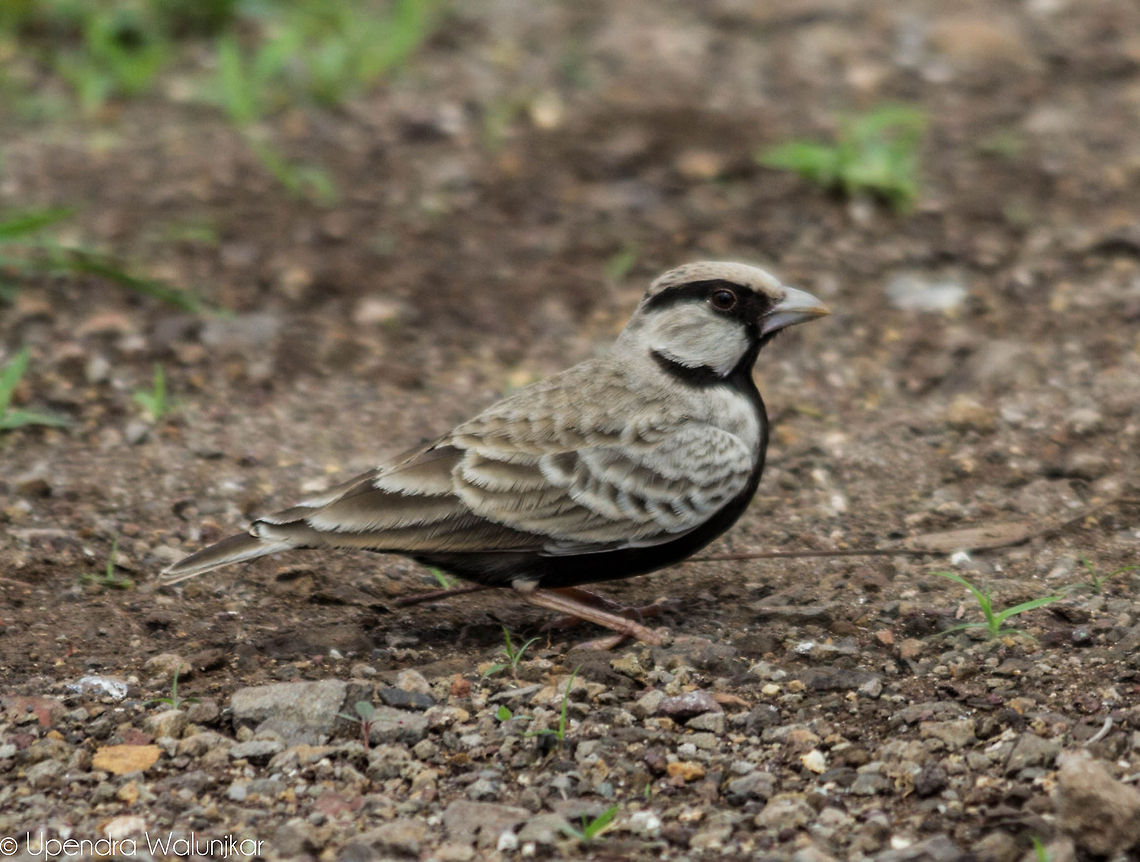 Ashy-crowned sparrow-lark  Ashy-crowned sparrow-lark,Eremopterix griseus