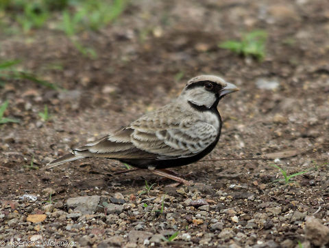 Ashy-crowned sparrow-lark  Ashy-crowned sparrow-lark,Eremopterix griseus