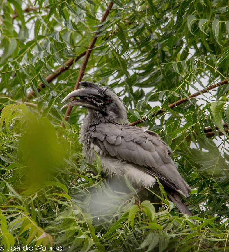 Indian grey hornbill  Indian Grey Hornbill,Ocyceros birostris