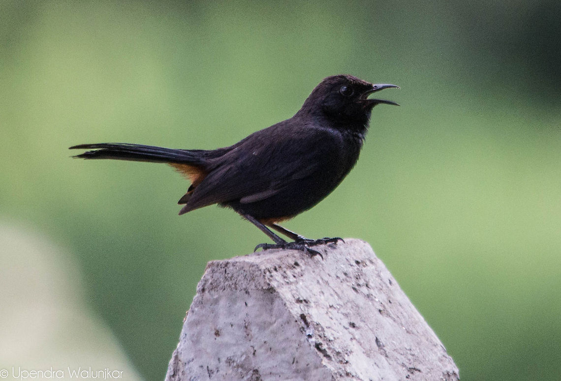 Indian robin  Indian Robin,Saxicoloides fulicatus