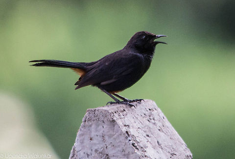 Indian robin  Indian Robin,Saxicoloides fulicatus