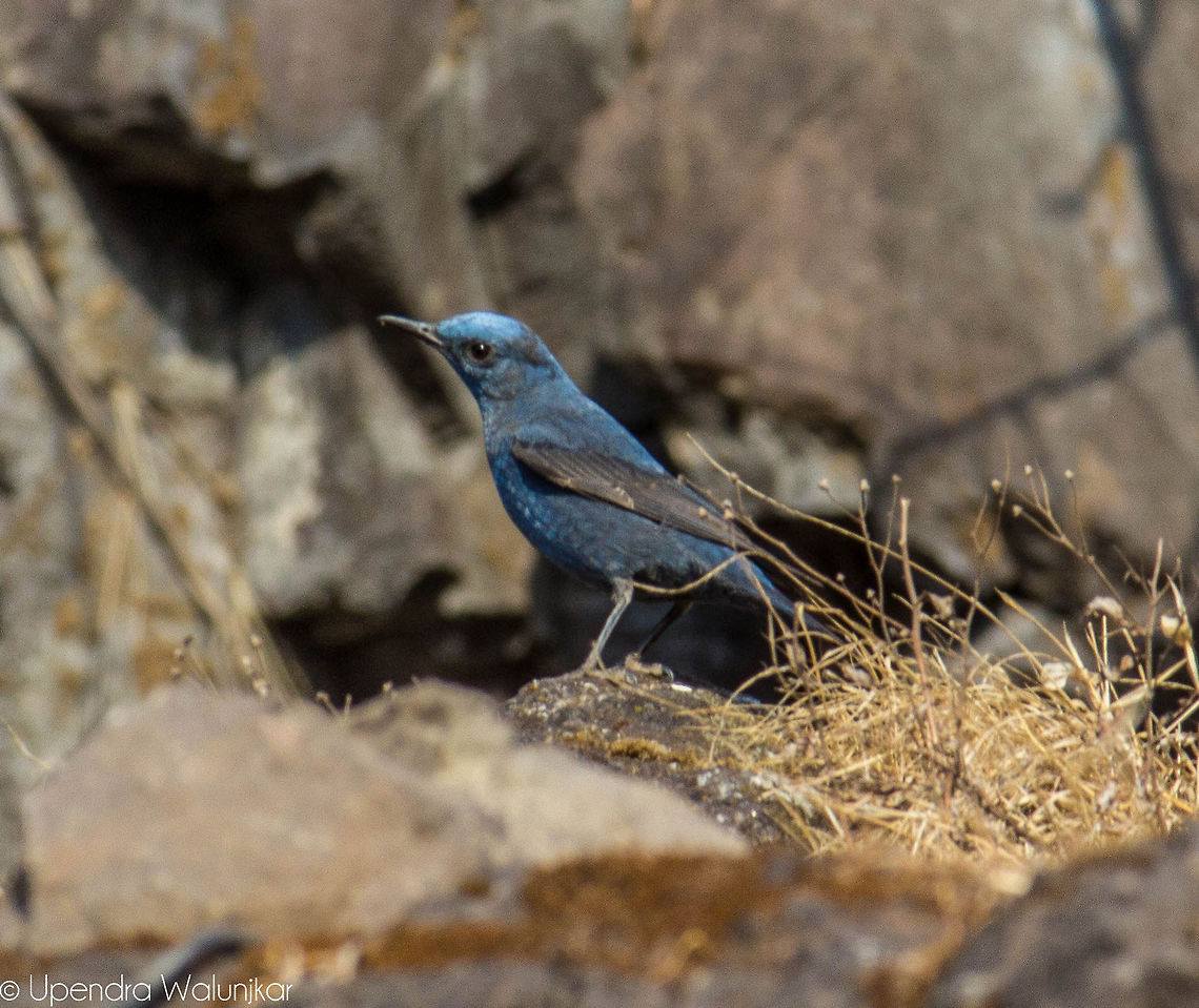 Blue Rock Thrush  Blue rock thrush,Monticola solitarius