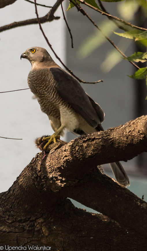 Shikra Female  Accipiter badius,Geotagged,India,Shikra