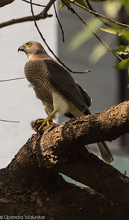 Shikra Female  Accipiter badius,Geotagged,India,Shikra