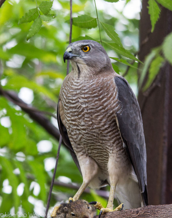 Shikra Female  Accipiter badius,Fall,Geotagged,Shikra