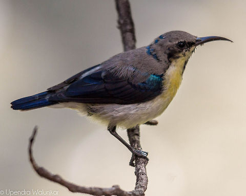 Purple Sunbird in Eclipse Plumage  Cinnyris asiaticus,Geotagged,Purple Sunbird,Summer