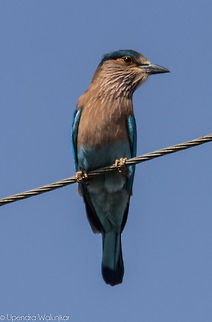 Indian Roller  Coracias benghalensis,Indian Roller