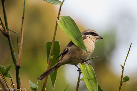 The Brown Shrike  Lanius cristatus
