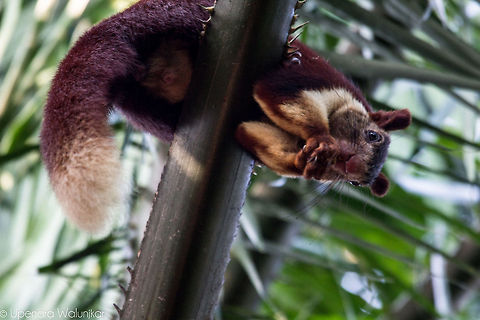 Malabar Giant Squirre  Fall,Geotagged,India,Indian Giant Squirrel,Ratufa indica