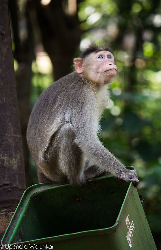 Indian monkey  Bonnet macaque,Geotagged,India,Macaca radiata