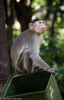 Indian monkey  Bonnet macaque,Geotagged,India,Macaca radiata