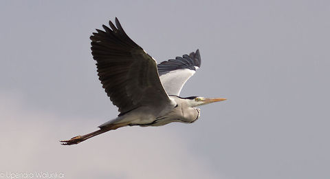 Grey heron  Ardea cinerea,Geotagged,Grey Heron,India