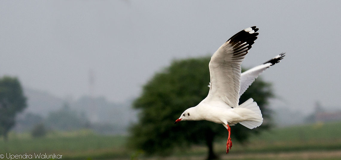 Brown-headed gull  Brown-headed gull,Chroicocephalus brunnicephalus,Geotagged,India
