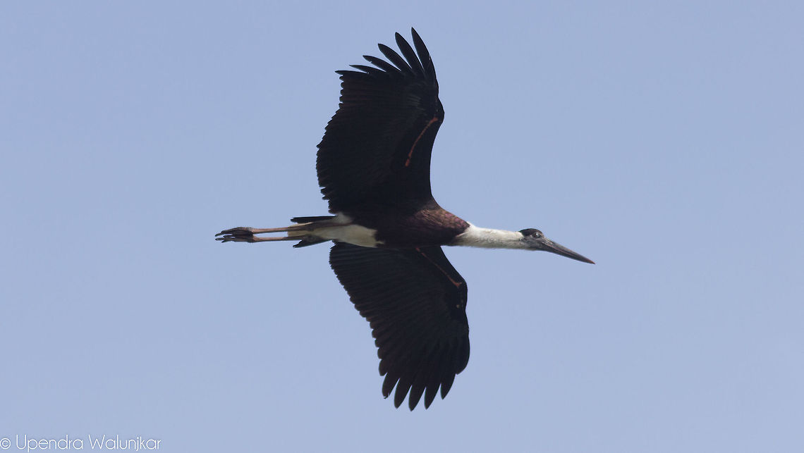 Woolly-necked stork  Ciconia episcopus,Geotagged,India,Woolly-necked Stork