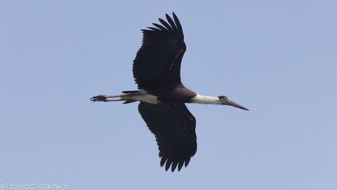 Woolly-necked stork  Ciconia episcopus,Geotagged,India,Woolly-necked Stork