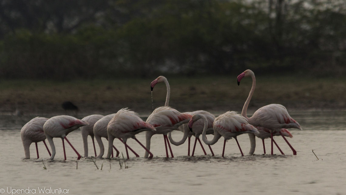 Greater flamingo  Geotagged,Greater Flamingo,India,Phoenicopterus roseus