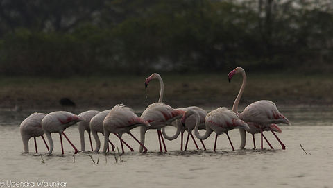 Greater flamingo  Geotagged,Greater Flamingo,India,Phoenicopterus roseus