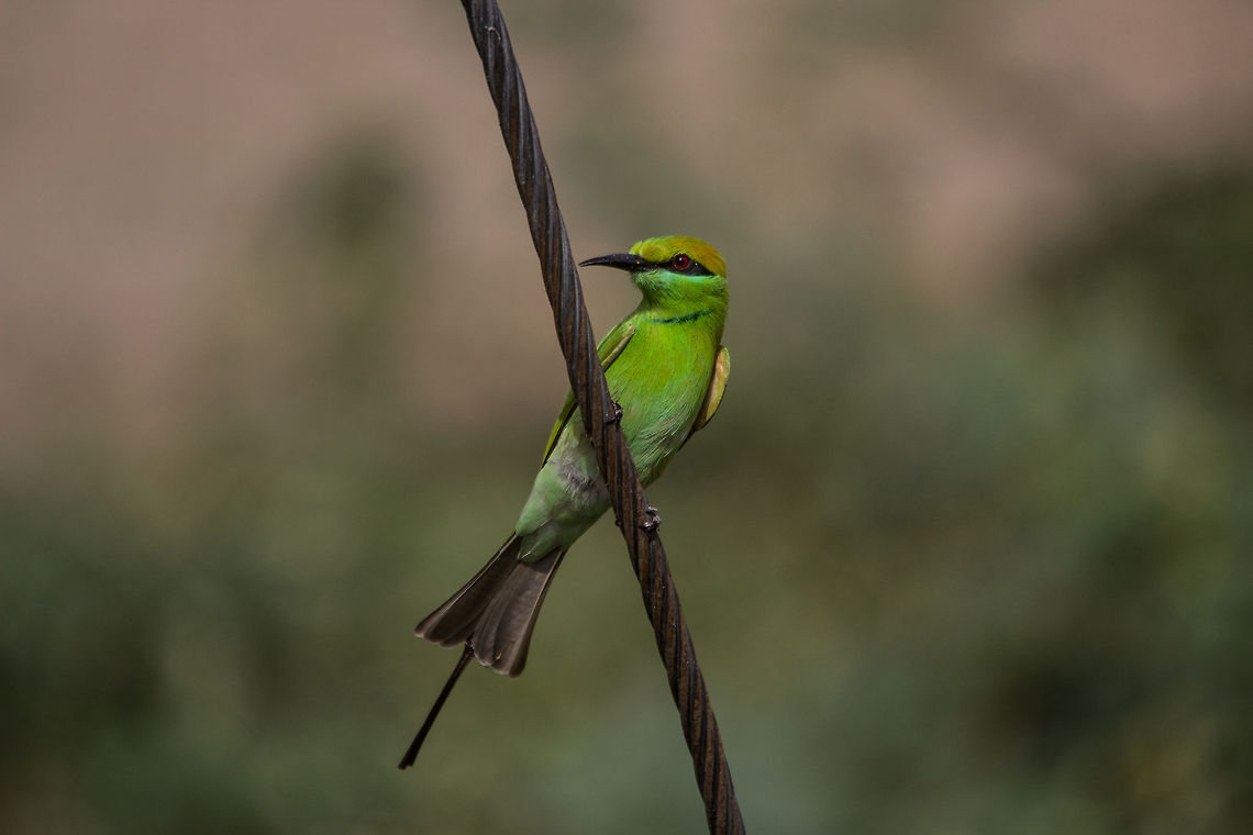 Green bee-eater  Geotagged,Green Bee-eater,India,Merops orientalis