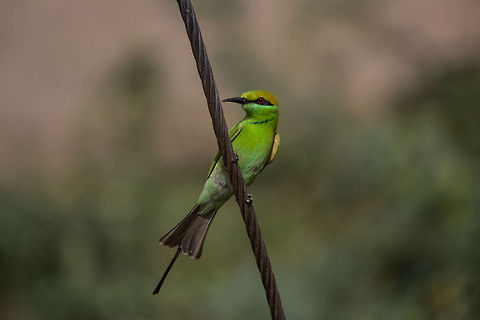 Green bee-eater  Geotagged,Green Bee-eater,India,Merops orientalis