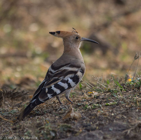 Hoopoe  Geotagged,Hoopoe,India,Upupa epops