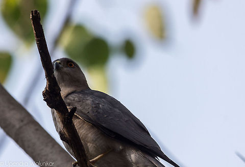Shikra  Accipiter badius,Geotagged,India,Shikra