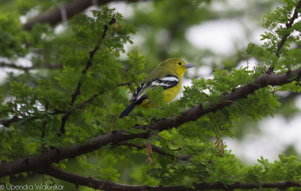 Common Iora  Aegithina tiphia,Common Iora,Geotagged,India