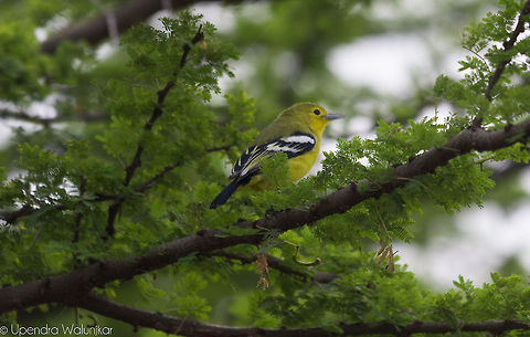 Common Iora Aegithina tiphia,Common Iora,Geotagged,India