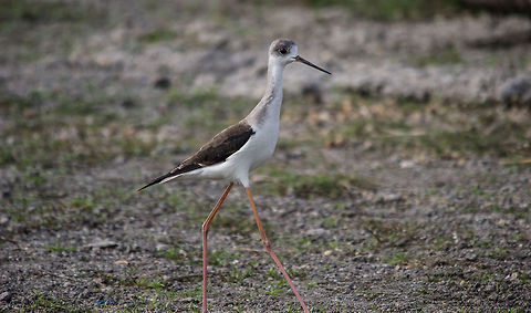 Black-winged stilt  Black-winged Stilt,Geotagged,Himantopus himantopus,India