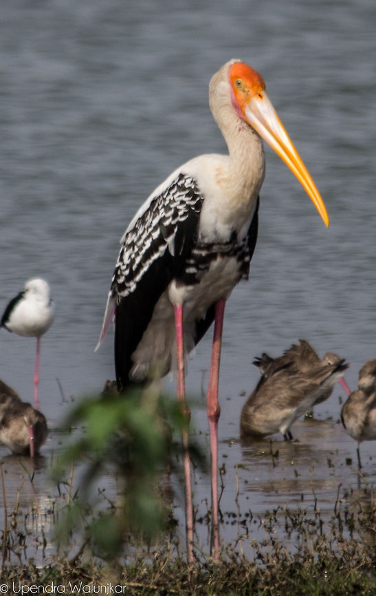Painted stork  Geotagged,India,Mycteria leucocephala,Painted Stork