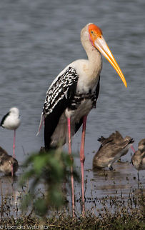 Painted stork  Geotagged,India,Mycteria leucocephala,Painted Stork
