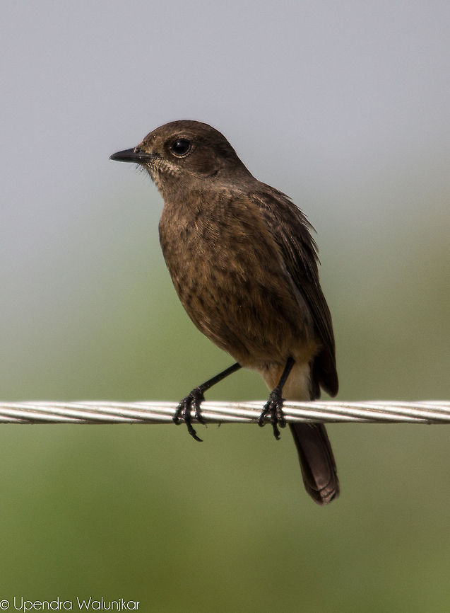 Pied bush chat Female  Geotagged,India,Pied Bush Chat,Saxicola caprata