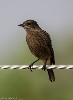 Pied bush chat Female  Geotagged,India,Pied Bush Chat,Saxicola caprata