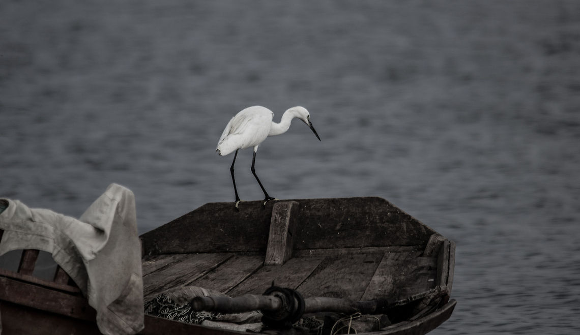 Little egret  Egretta garzetta,Geotagged,India,Little Egret